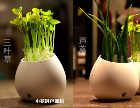 hàng order: đèn ngủ chậu cây, hàng order, đèn ngủ